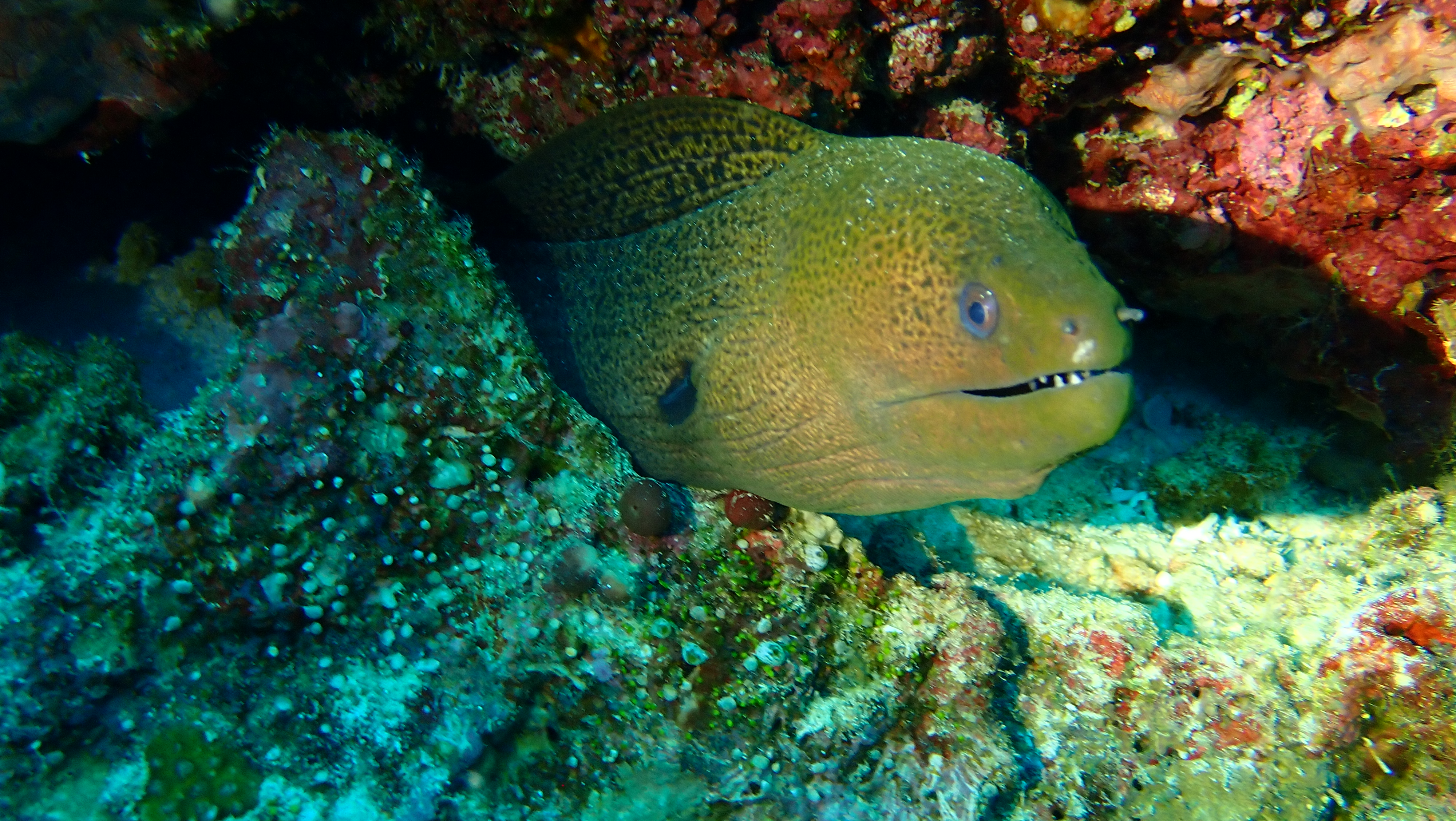 Asgr Fish Philippines Aggressor | Adventure Logs