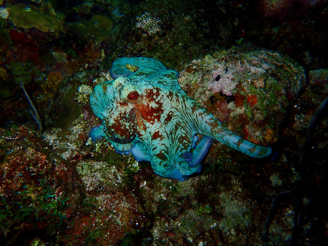 Roatan Aggressor | Adventure Logs