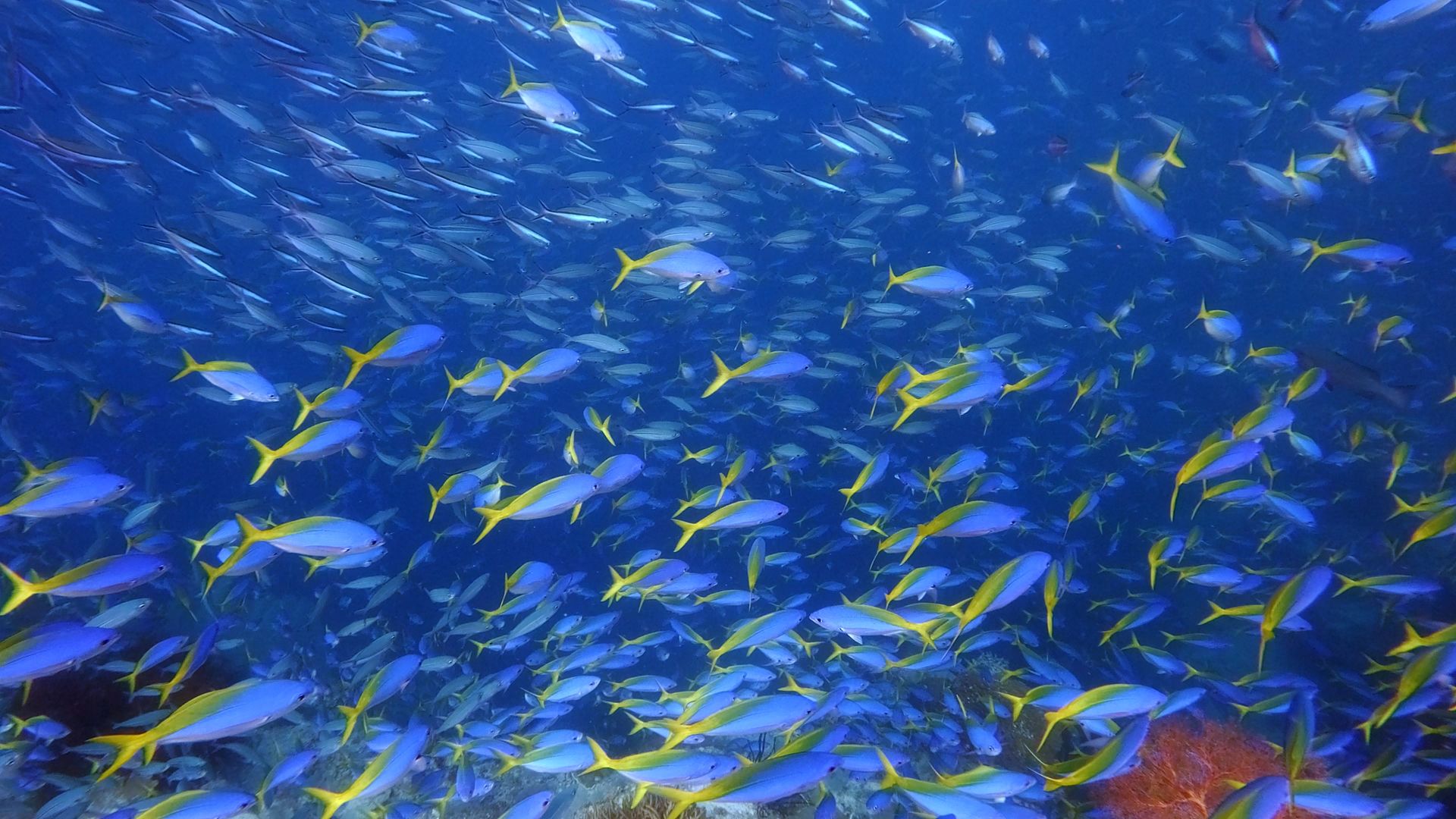 Repati Fish Raja Ampat Aggressor | Adventure Logs