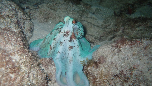 Roatan Aggressor | Adventure Logs