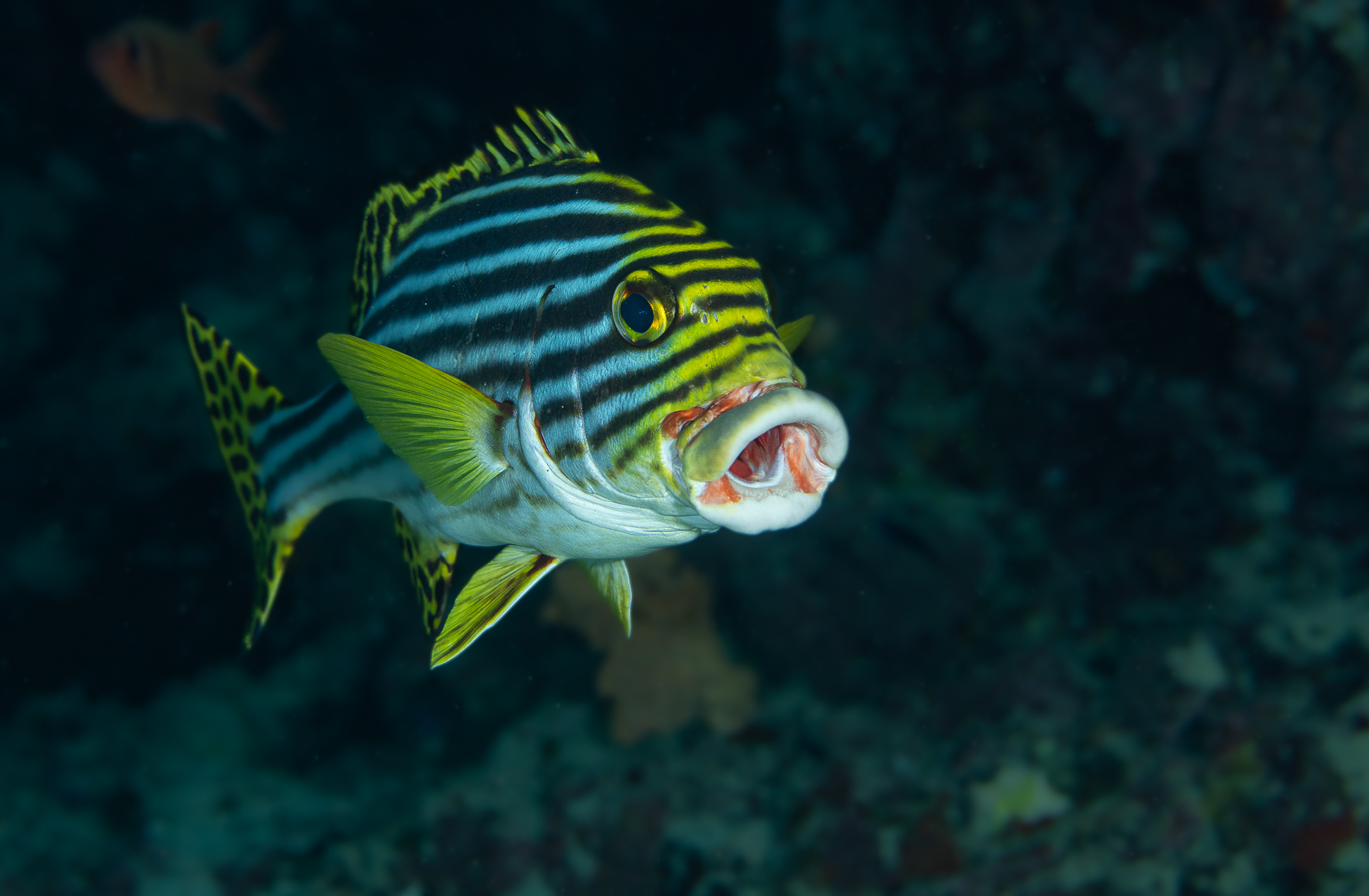 Maldives Aggressor II | Adventure Logs