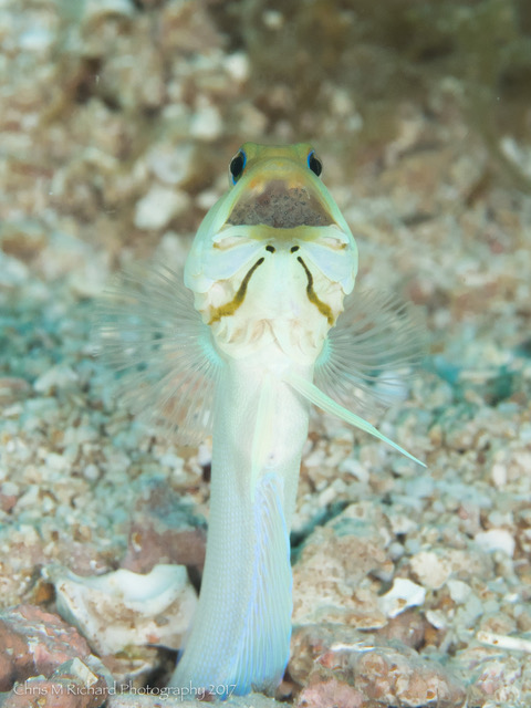 Roatan Aggressor | Adventure Logs